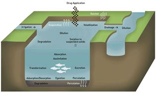 Drug transfer and dissipation processes included in the ERA-AQUA DSS